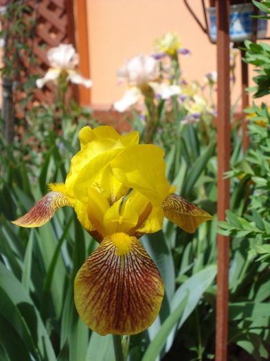 iris germenica Honorabile (2) - irisi