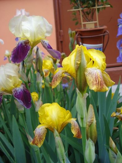 iris germenica Honorabile (3) - irisi