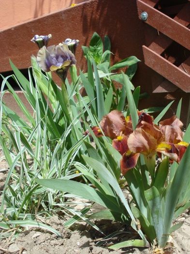 iris pumila music box (2)