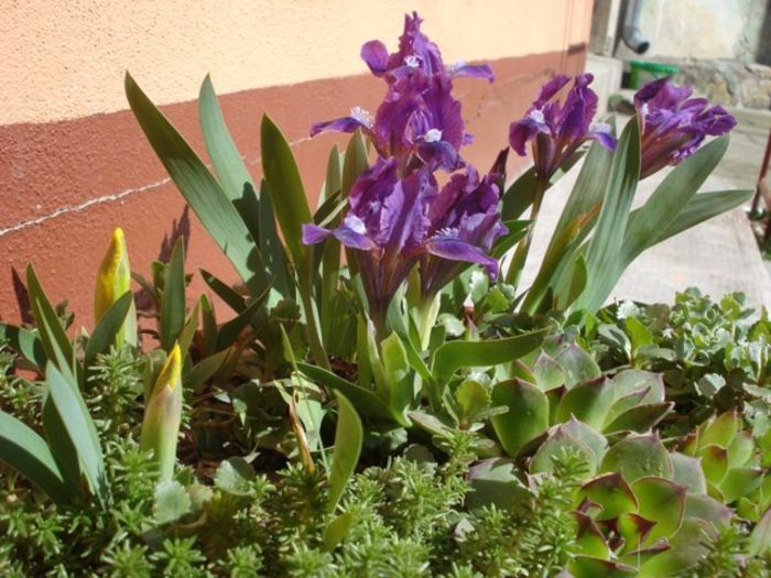 irisi miniaturali (4) - irisi