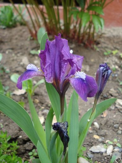 irisi miniaturali (6) - irisi