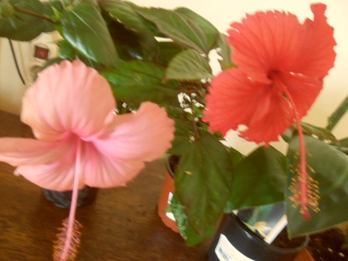 Dainty Pink + Coopery Rose Flake - Hibiscus 2013-2