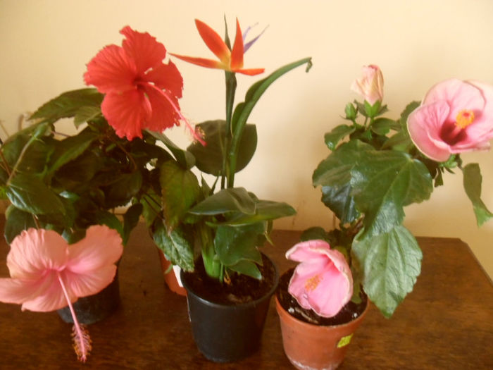 hibiscus grup - Hibiscus 2013-2
