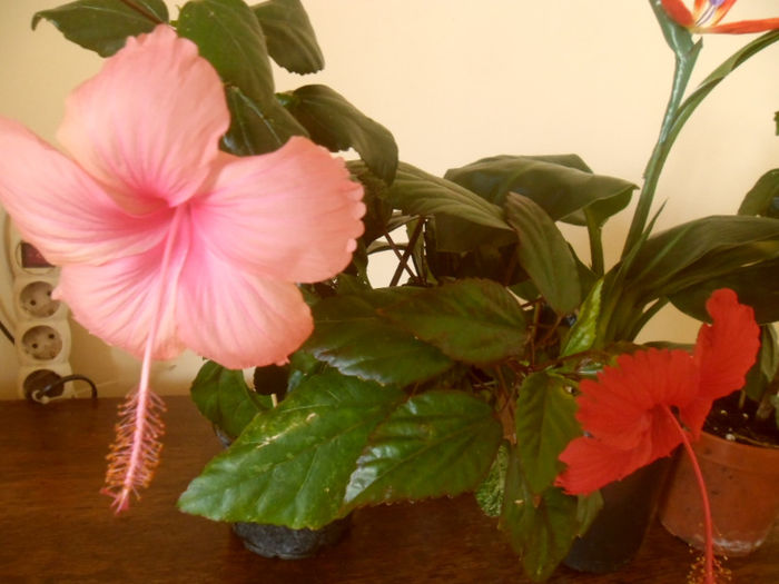 Dainty Pink + Coopery Rose Flake - Hibiscus 2013-2