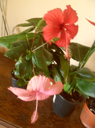 Dainty Pink + Coopery Rose Flake - Hibiscus 2013-2