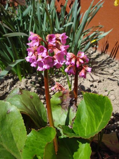 bergenia (3) - PLANTE DE GRADINA