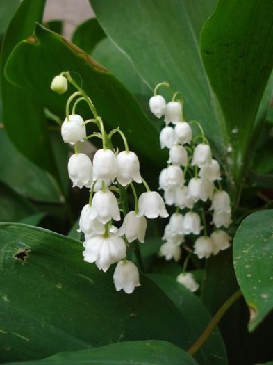 convallaria majalis (lacramioare) (3) - PLANTE DE GRADINA