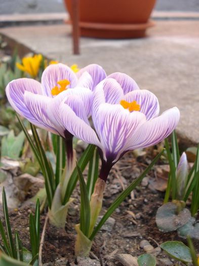 crocus (2) - PLANTE DE GRADINA