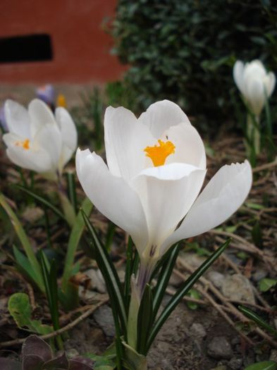 crocus (5) - PLANTE DE GRADINA