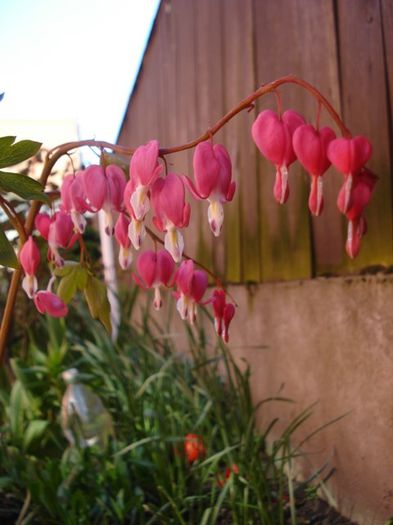 dicentra spectabilis (1) - PLANTE DE GRADINA