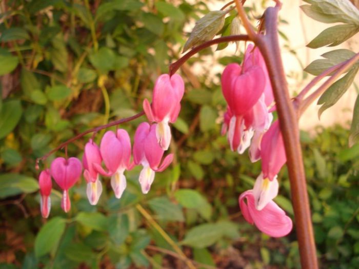 dicentra spectabilis (2) - PLANTE DE GRADINA