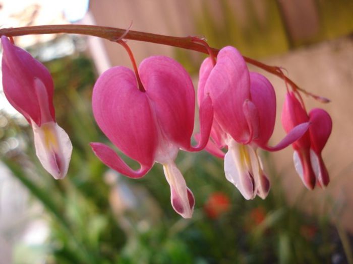 dicentra spectabilis (3) - PLANTE DE GRADINA