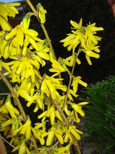 forsythia (2)