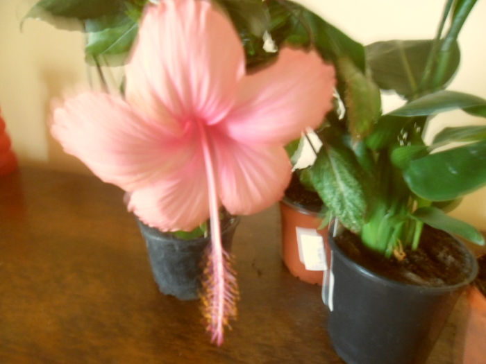 Dainty Pink - Hibiscus 2013-2