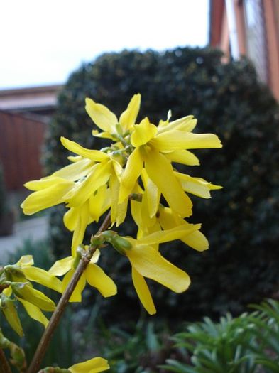 forsythia (3)