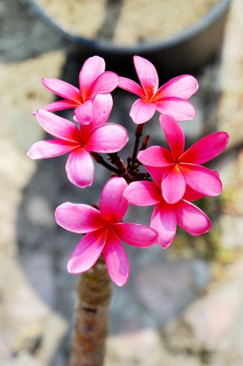 DSC_0592 - Plumeria