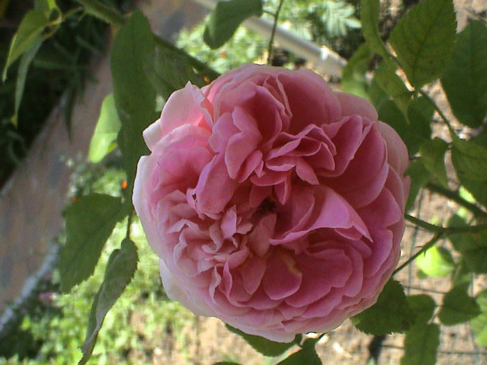 Cottage Rose (1) - Cottage Rose