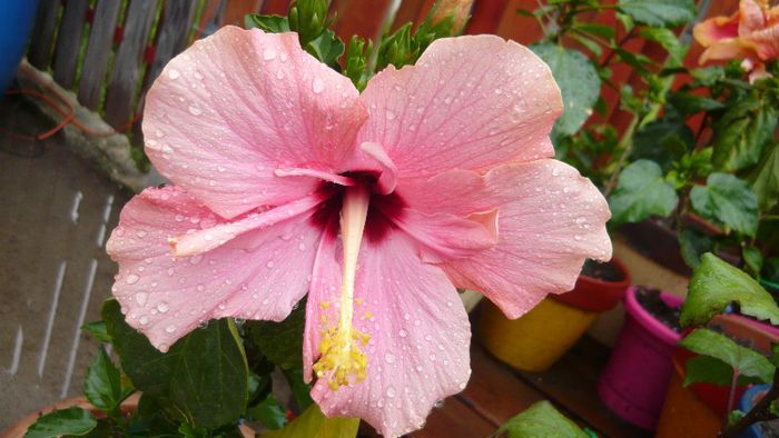 Picture 5763 - x 2013 hibiscus rosa sinesis 2