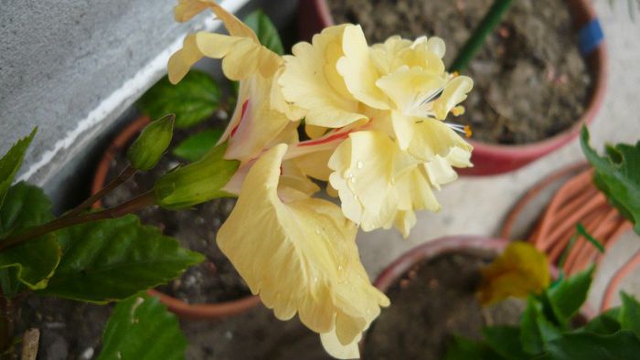 Picture 5764 - x 2013 hibiscus rosa sinesis 2