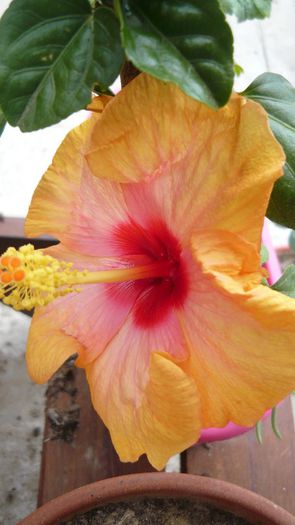 Picture 5911 - x 2013 hibiscus rosa sinesis 2
