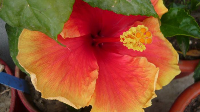 Picture 5914 - x 2013 hibiscus rosa sinesis 2