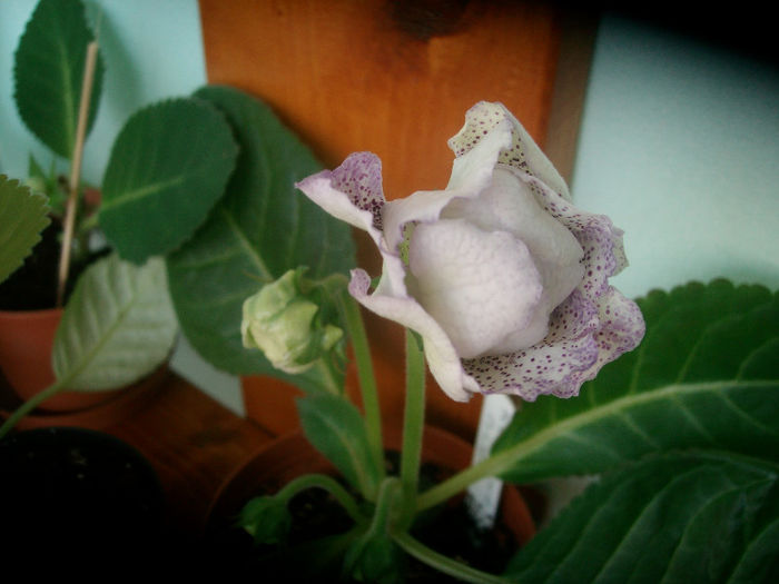 SANY5427 - Gloxinia-2013