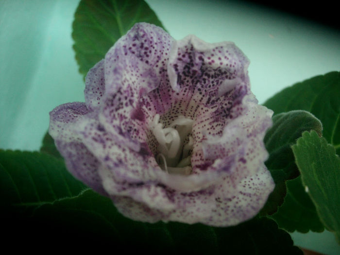 SANY5428 - Gloxinia-2013