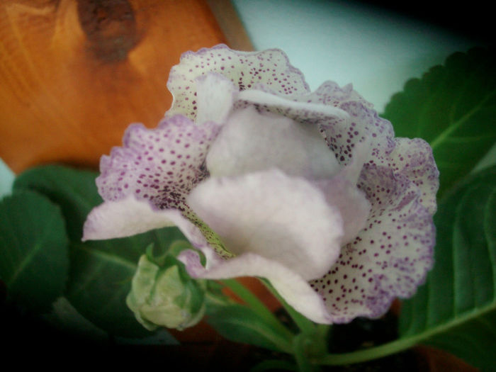 SANY5430 - Gloxinia-2013