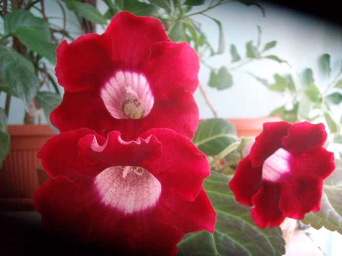 SANY5465 - Gloxinia-2013