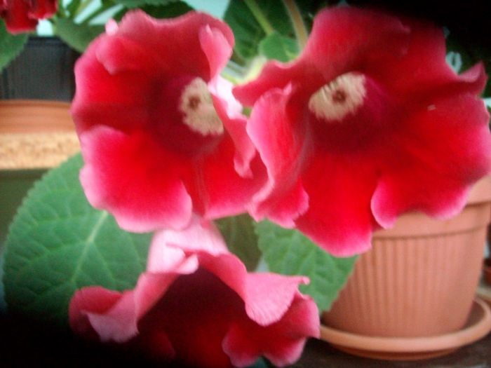 SANY5467 - Gloxinia-2013