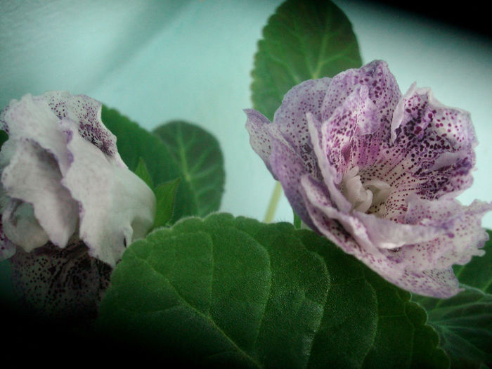 KOKETKA BLUE - Gloxinia-2013