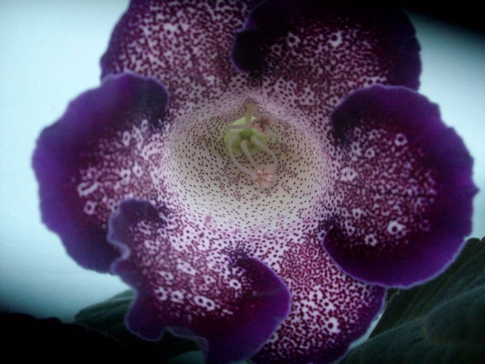 DARTH VADER - Gloxinia-2013