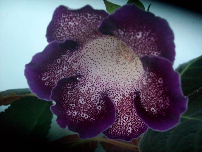 DARTH VADER - Gloxinia-2013