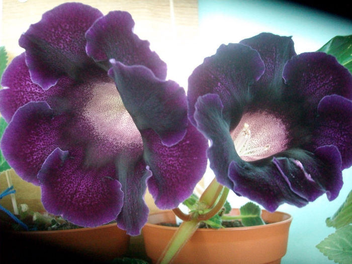 TIGRINA BLUE - Gloxinia-2013