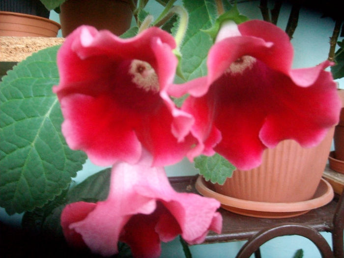 SANY5507 - Gloxinia-2013