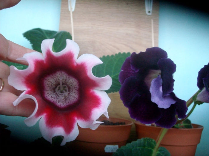 SANY5508 - Gloxinia-2013