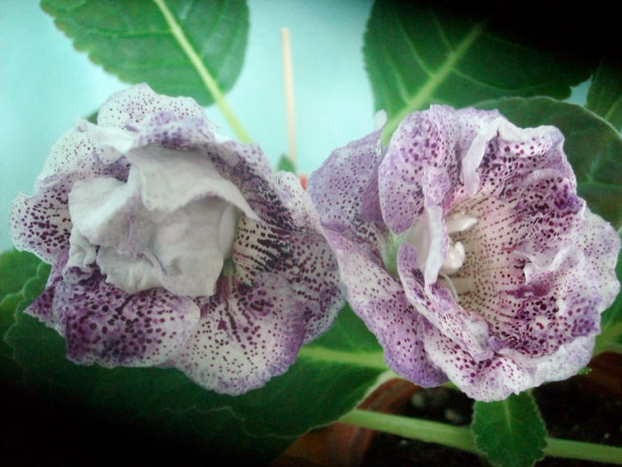 KOKETKA BLUE - Gloxinia-2013