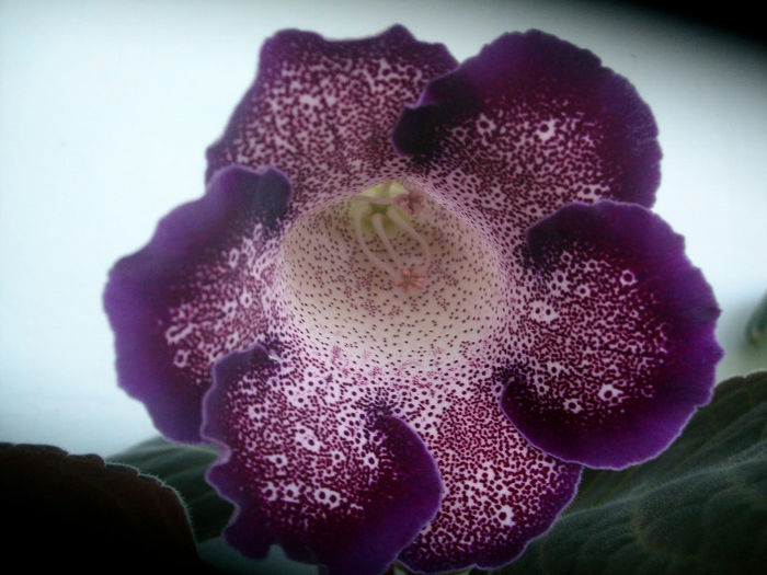 SANY5522 - Gloxinia-2013