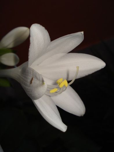 hosta (1) - PLANTE DE GRADINA