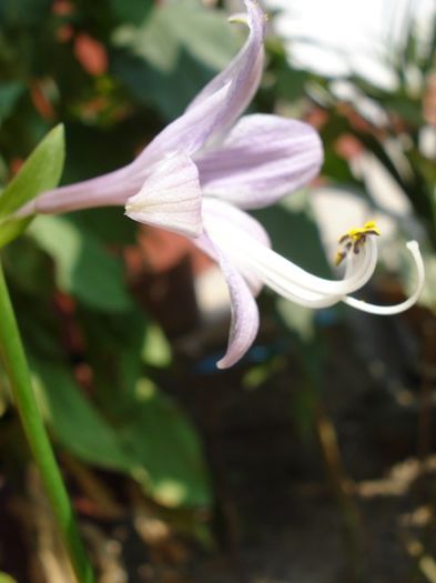hosta (4) - PLANTE DE GRADINA