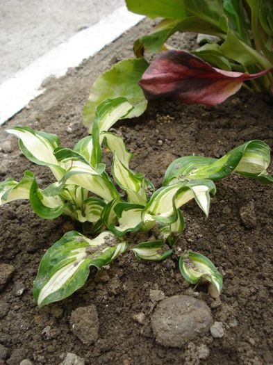 hosta (5) - PLANTE DE GRADINA