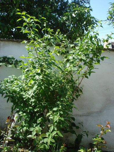 iasomie de gradina (1) - PLANTE DE GRADINA