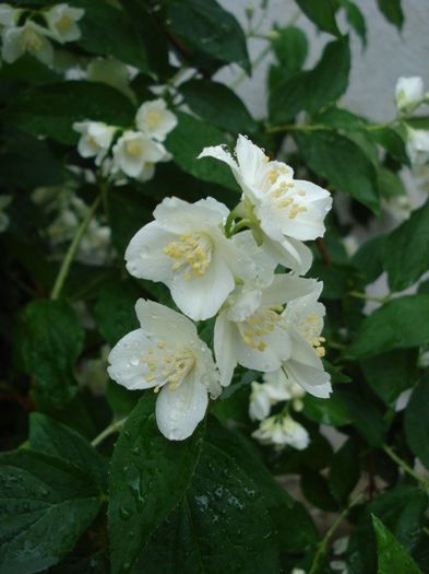 iasomie de gradina (2) - PLANTE DE GRADINA