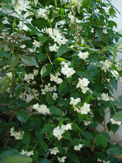 iasomie de gradina (3) - PLANTE DE GRADINA