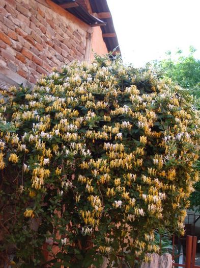 lonicera (1) - PLANTE DE GRADINA