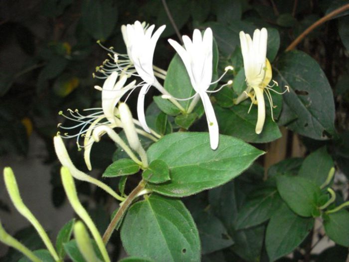 lonicera (2) - PLANTE DE GRADINA