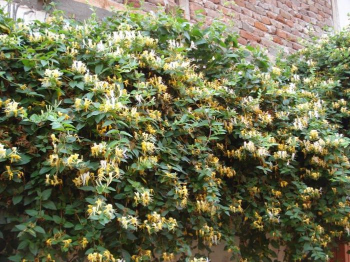 lonicera (3) - PLANTE DE GRADINA