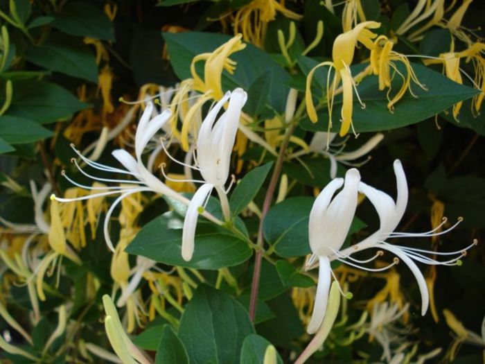 lonicera (4) - PLANTE DE GRADINA