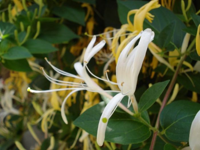 lonicera (5) - PLANTE DE GRADINA