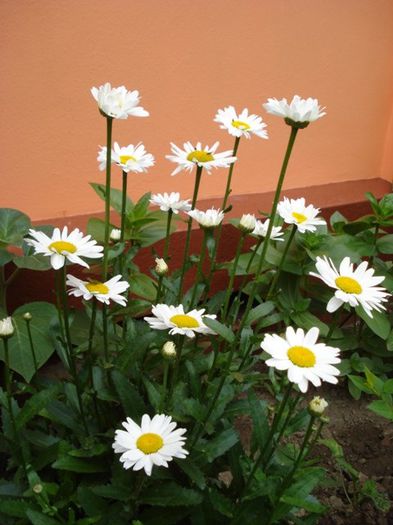 margarete (1) - PLANTE DE GRADINA